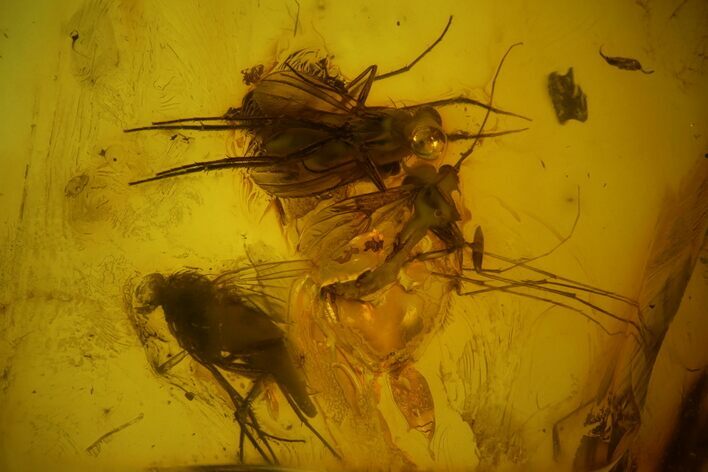 Four Detailed Fossil Flies (Diptera) In Baltic Amber #166192